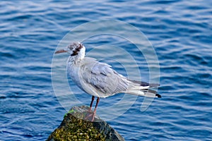 Gulls on the Sea of Marmara in Istanbul photo