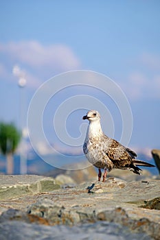 Gulls on the Sea of Marmara in Istanbul photo