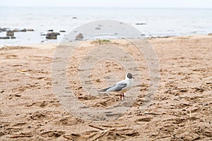 Gulls on the sea sandy beach