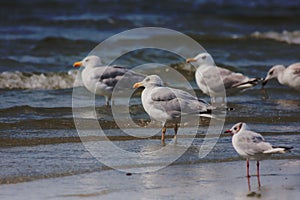 Gulls on the sea shore on the beach