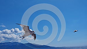 Gulls or Seagulls birds flight with blue sky and Thassos island in the background