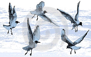 Rackové rackové ptactvo létání na more voda vektor ilustrace kreslení 