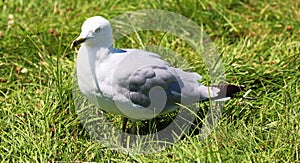 Gulls or seagulls are seabirds of the family Laridae