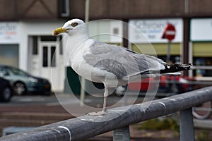 A Seagull standing on a railing.