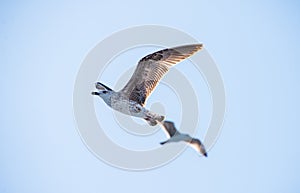 Gulls or Seagulls in the sky