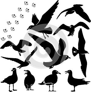 Gulls or seagulls silhouette illustration set