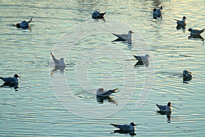 The gulls settled on the still water