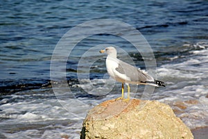 Gulls on the shores of the Mediterranean Sea