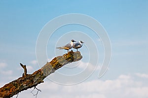 Gulls sit on a broken tree