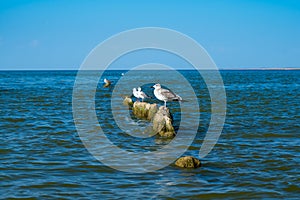 Gulls sit on broken wooden posts covered seaweed