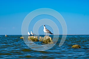 Gulls sit on broken wooden posts covered seaweed