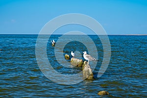 Gulls sit on broken wooden posts covered seaweed