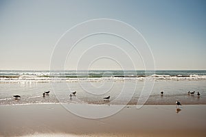 Gulls Soaring in the Morning Mist over Atlantic Ocean