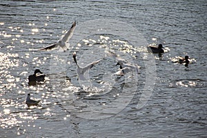 Gulls splashing in Nevezis river water on a sunny spring day