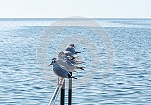 Gulls Standing On Metal Fence