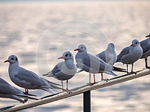 gulls Standing On Metal Fence