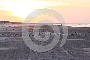 Gulls in during sunset at Ameland beach, Holland photo