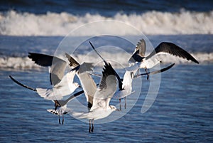 Gulls in the Surf