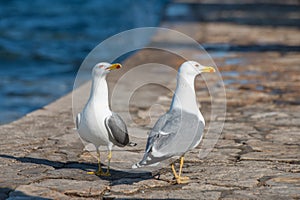 Gulls swagger photo