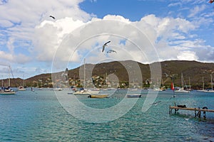 Gulls swooping over an anchorage in the windward islands