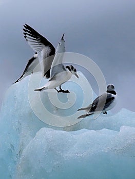 gulls on top of ice mountains