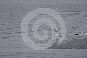 Gulls in Venice