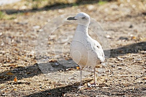 Gulls in Venice