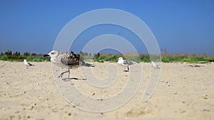 Gulls walk along the sandy beach on the Black Sea coast