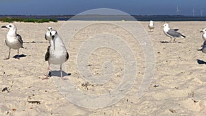 Gulls walk along the sandy beach on the Black Sea coast