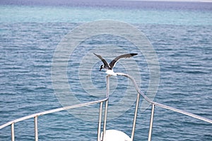 Gulls on a yacht. View of the red sea.