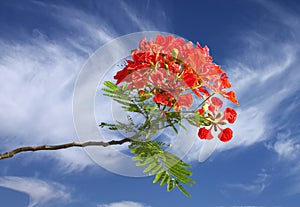 Gulmohar flowers on beautiful clear sky