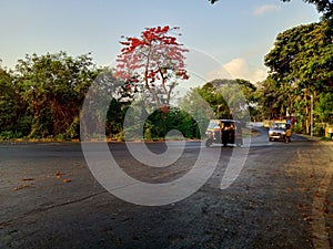 Gulmohar tree in road
