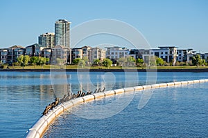 Tempe Town Lake photo