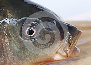 Gulping fish photo