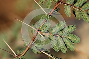 Gum arabic tree branch closeup. Vachellia nilotica.