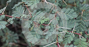 Gum arabic tree. Vachellia nilotica. Acacia nilotica.