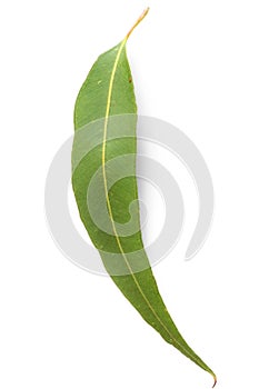 Gum Leaf