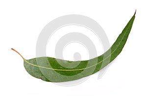 Gum leaf photo