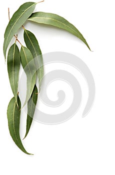 Gum Leaves photo