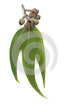 Gum Leaves and Gum Nuts