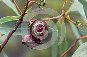 Gum nuts of the Australian native Kingsmill Mallee, Eucalyptus kingsmillii, family Myrtaceae