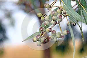 Gum nuts of the Australian native Leichhardts Rusty Jacket, Corymbia leichhardtii, family Myrtaceae