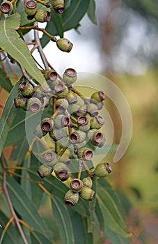 Gum nuts of the Australian native Yellow Bloodwood Leichhardts Rusty Jacket  Corymbia leichhardtii  family Myrtaceae photo