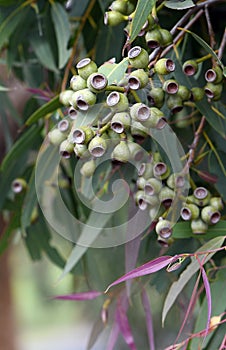 Gum nuts of the Australian native Yellow Bloodwood Leichhardts Rusty Jacket Corymbia leichhardtii family Myrtaceae