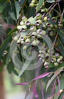 Gum nuts of the Australian native Yellow Bloodwood Leichhardts Rusty Jacket Corymbia leichhardtii family Myrtaceae photo
