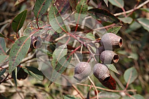Australian gum nuts and leaves photo