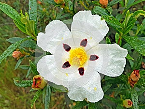 Gum rock rose - Cistus ladanifer in the fields from the countryside in Portugal photo