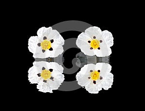 Gum rockrose - Cistus ladanifer