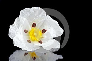 Gum rockrose - Cistus ladanifer