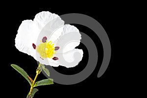 Gum rockrose - Cistus ladanifer